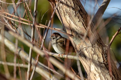 Immagine gratuita di albero, appollaiati, fotografia di animali