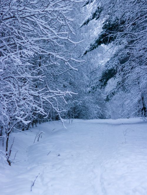 Free Peaceful winter landscape with snow-covered trees in a quiet forest path. Stock Photo