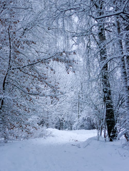 Immagine gratuita di alberi, cielo grigio, coperto di neve