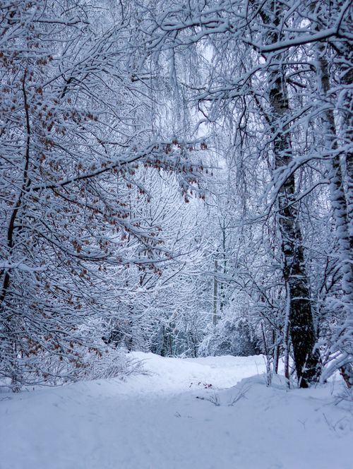 Free A peaceful snow-covered forest path surrounded by frosty trees during winter. Stock Photo