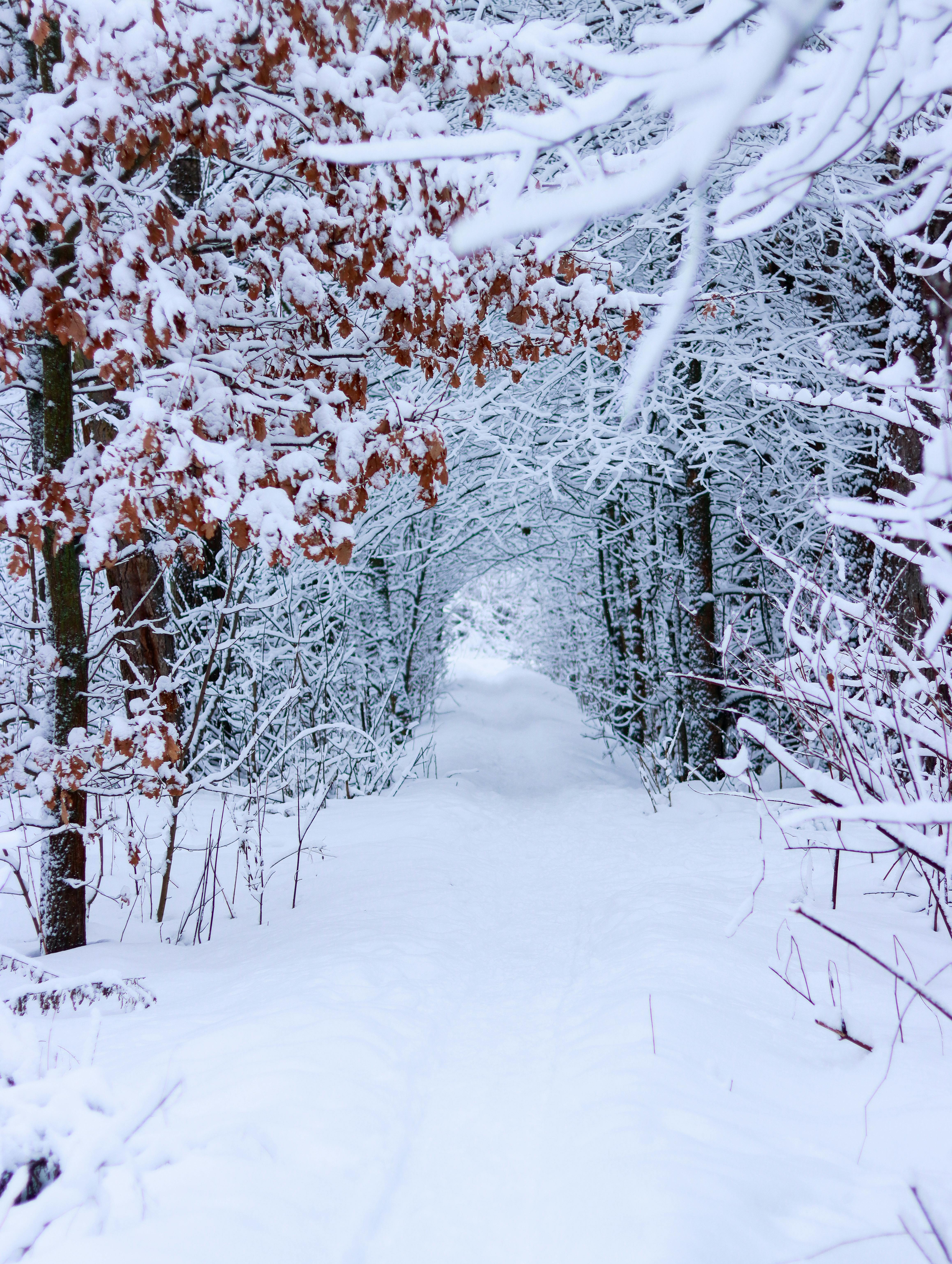 Snowy Winter Scenery · Free Stock Photo, image size:4634x6152