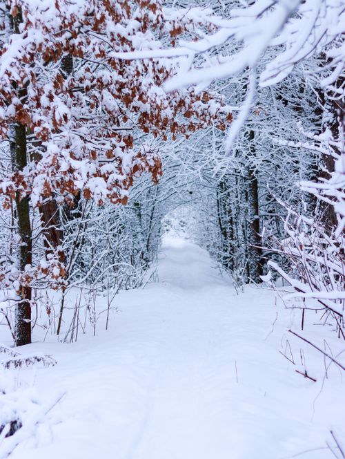 Free A tranquil footpath through a snow-covered forest on a crisp winter day. Stock Photo
