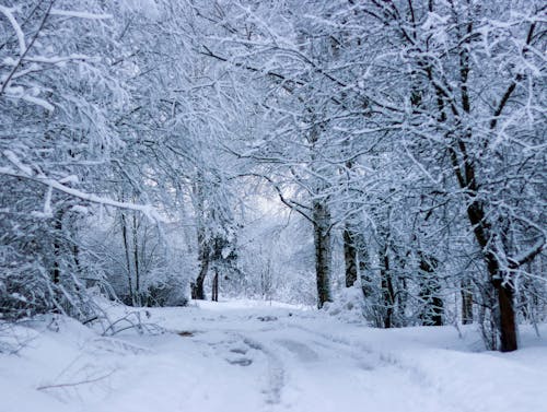 View of Pathway and Trees in Snow 