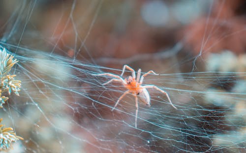 거미류, 거미줄, 곤충의 무료 스톡 사진