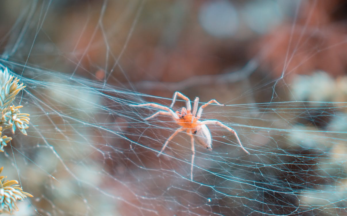 Foto d'estoc gratuïta de aràcnid, fotografia macro, insecte