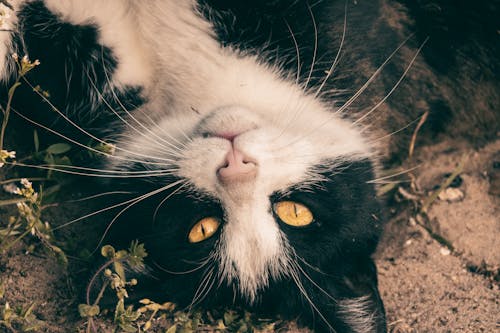 Kostenloses Stock Foto zu animal, aufsicht, black white cat