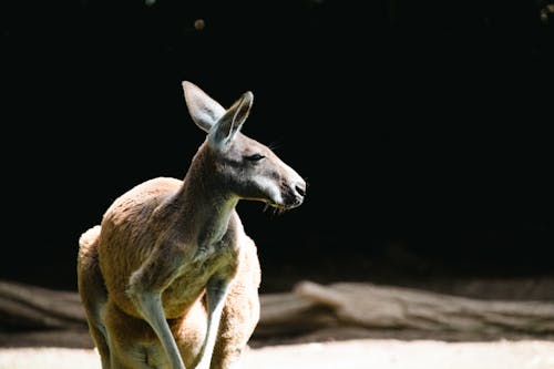 Gratis stockfoto met dierenfotografie, dierentuin, kangoeroe