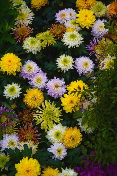 Free Beautiful array of colorful chrysanthemum flowers in a lush garden setting, showcasing nature's vibrant diversity. Stock Photo