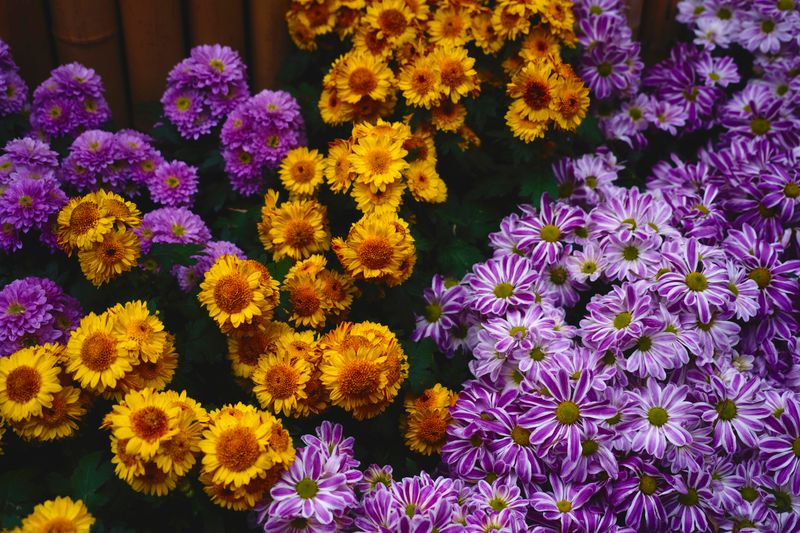 Colorful flower beds in full bloom at the community flower yard