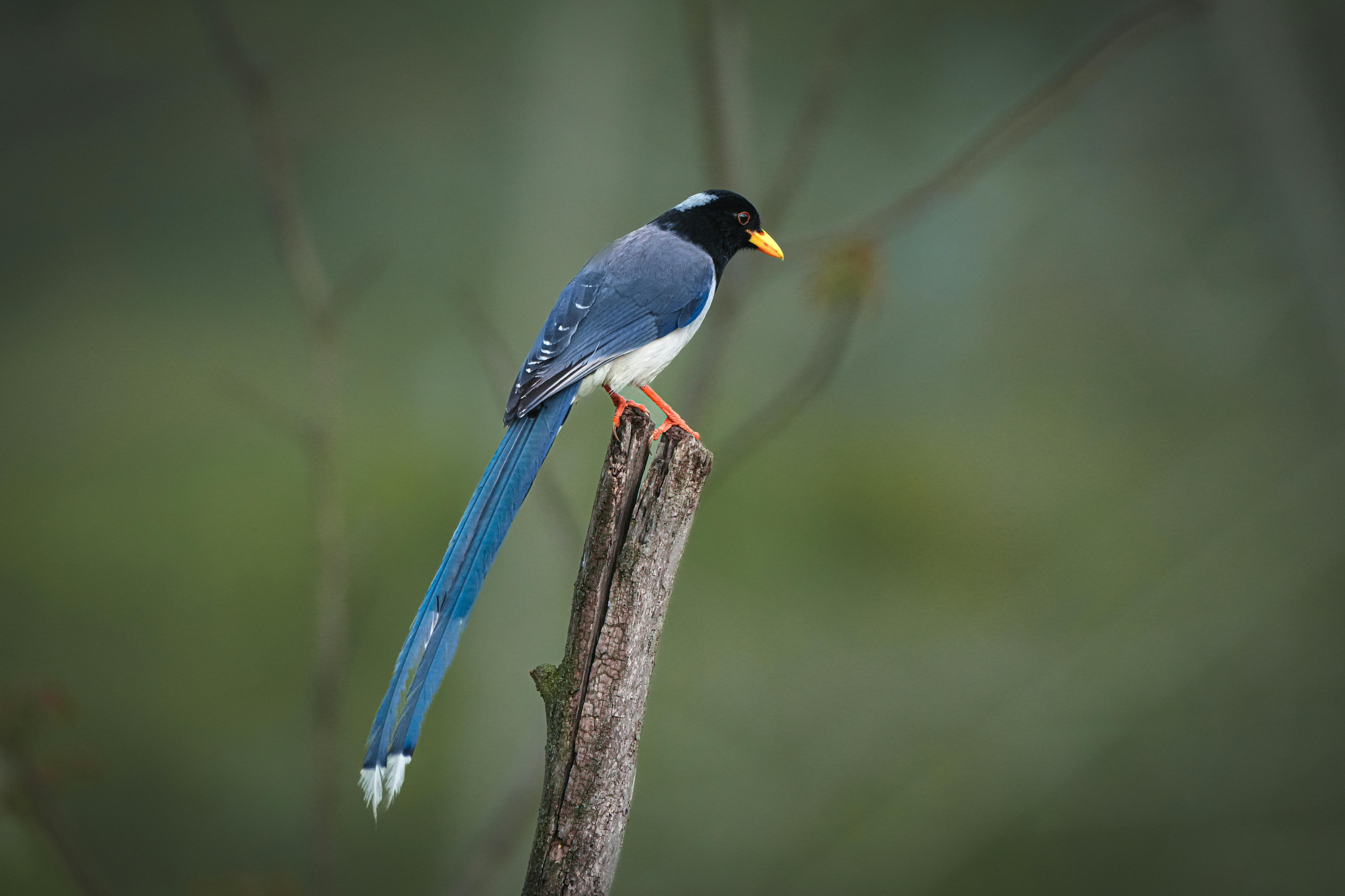 yellow billed blue magpie on branch