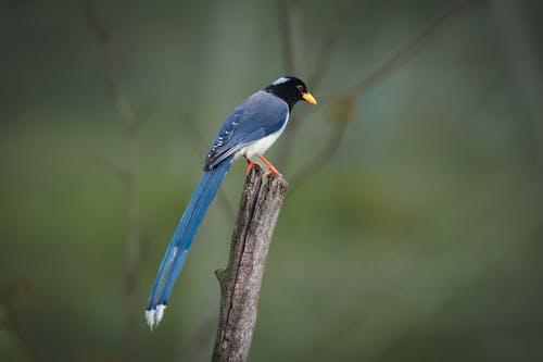 Základová fotografie zdarma na téma fotografie divoké přírody, fotografování zvířat, hnízdění