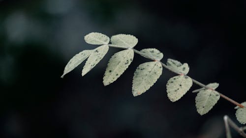 Close-Up Photo of a Pale Green Rowan Leaves