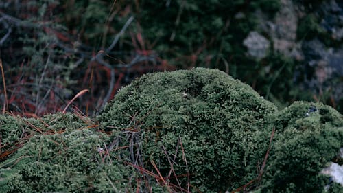 Бесплатное стоковое фото с зеленый, лес, мох