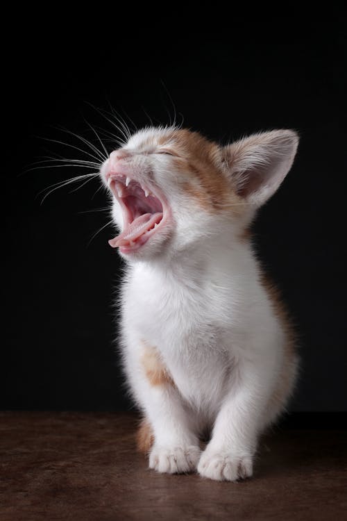 Two Colored Kitten Yawning