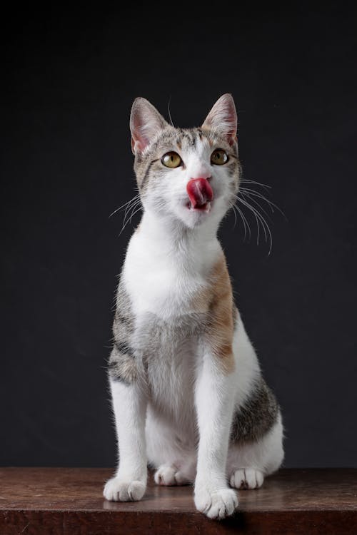 Cat Sitting on Wooden Board Licking its Nose