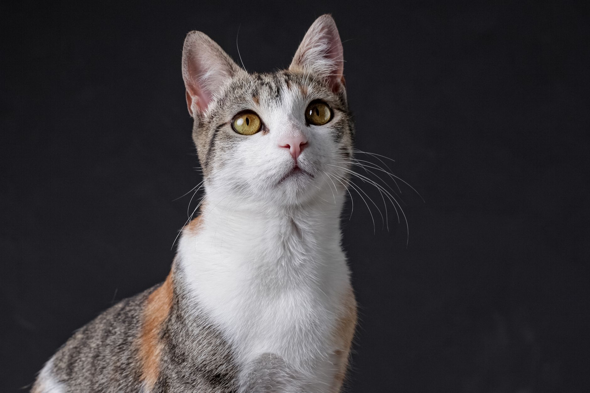Veterinary care for a cat