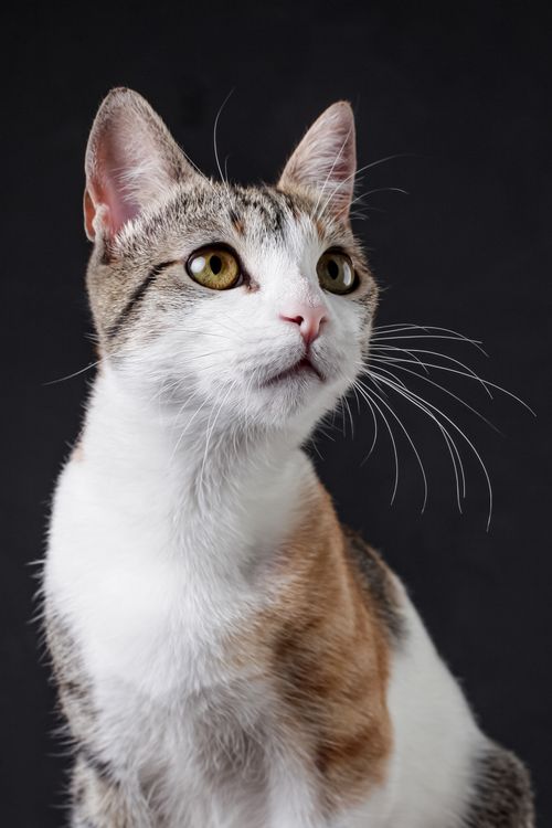 Free A close-up image of a curious tabby cat against a dark background, showcasing its striking features. Stock Photo