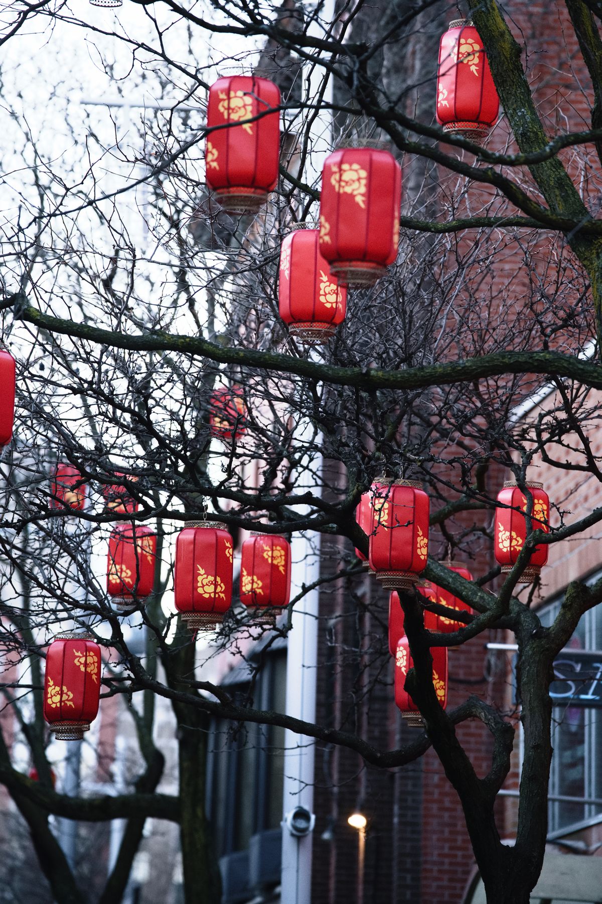 Rows of vivid red Chinese lanterns hanging from trees in an urban setting during a festival