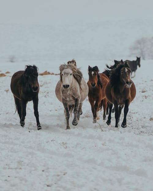 Horses Running through Snowed Meadow