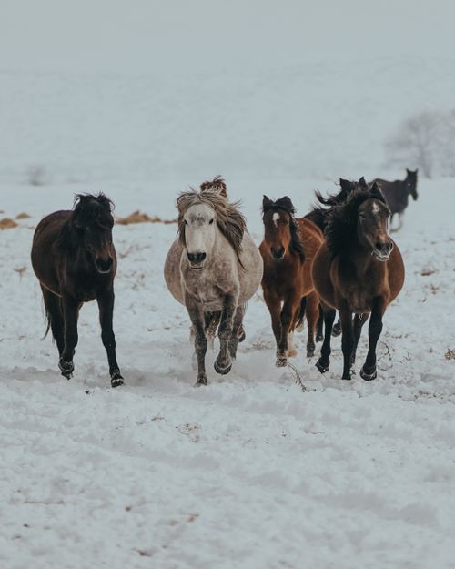 Free Group of wild horses running in a snowy meadow during winter, showcasing their freedom and strength. Stock Photo