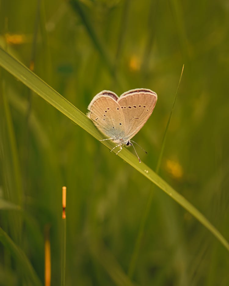 Beige Butterfly With Black Dots Perching On Leaf