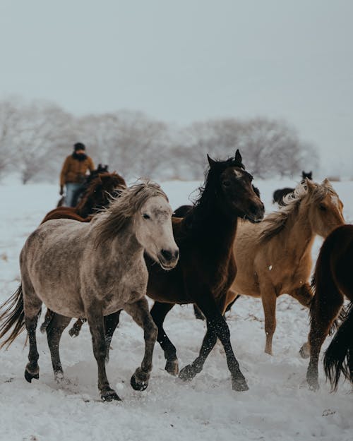 arazi, atlar, büyükbaş hayvan sürüsü içeren Ücretsiz stok fotoğraf