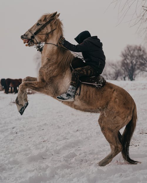 adam, arazi, at binmek içeren Ücretsiz stok fotoğraf