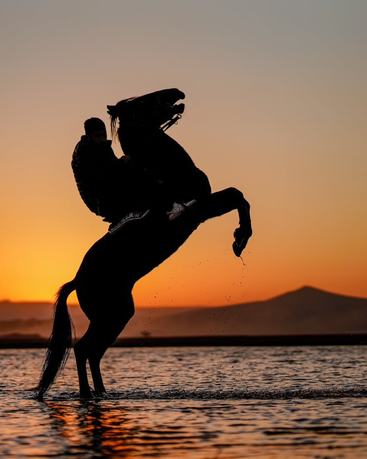 Rider On Horse Standing On Back Legs