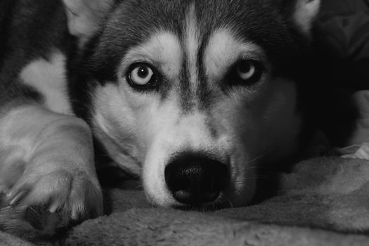 Black and white portrait of a husky dog with striking eyes lying on a blanket.