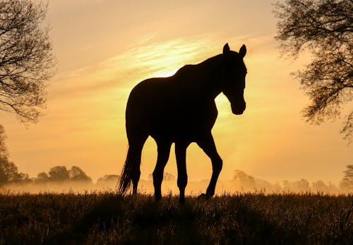 Ilmainen kuvapankkikuva tunnisteilla auringonlasku, eläinkuvaus, hevonen