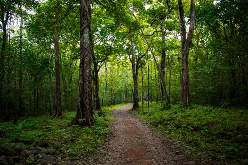 Free Perunthenaruvi Stock Photo