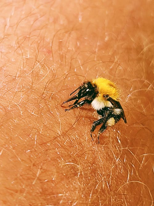 Fotos de stock gratuitas de abeja, abejas, calentar