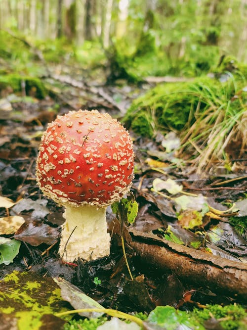Základová fotografie zdarma na téma houby, les, muchomůrka červená