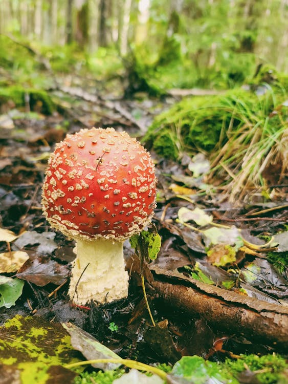 Fotos de stock gratuitas de amanita muscaria, bosque, bosque cubierto de hierba