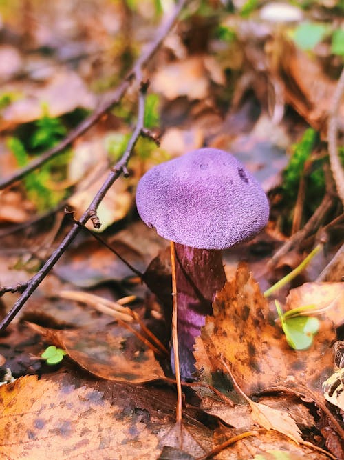 Základová fotografie zdarma na téma barevné houby, cortinarius violaceus, fialová