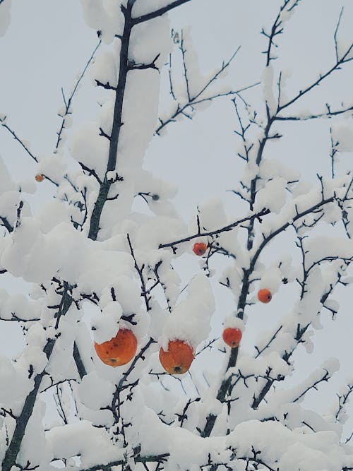 Fotos de stock gratuitas de árbol, frío, invierno