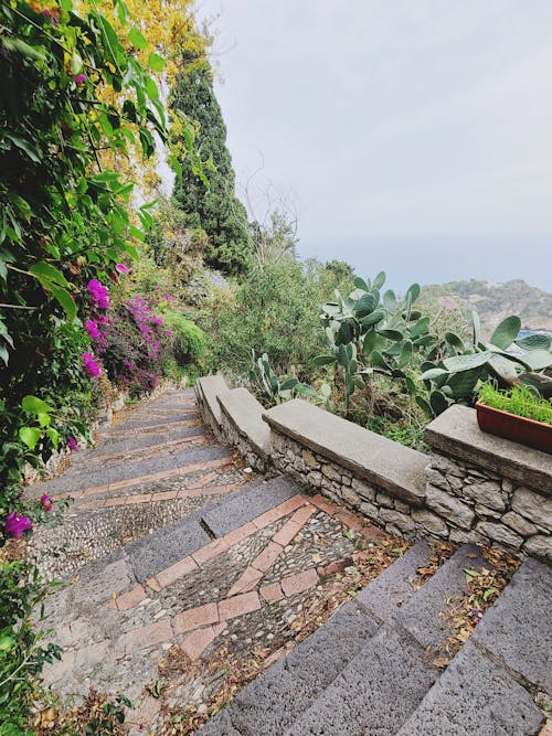 Fotos de stock gratuitas de cielo, escaleras, floraciones