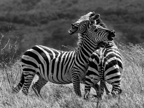 Zebra in Savannah