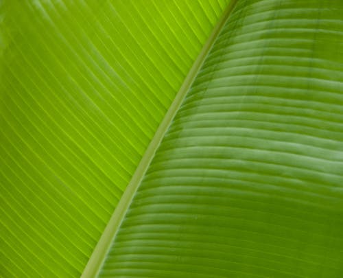 Close-up on Banana Leaf