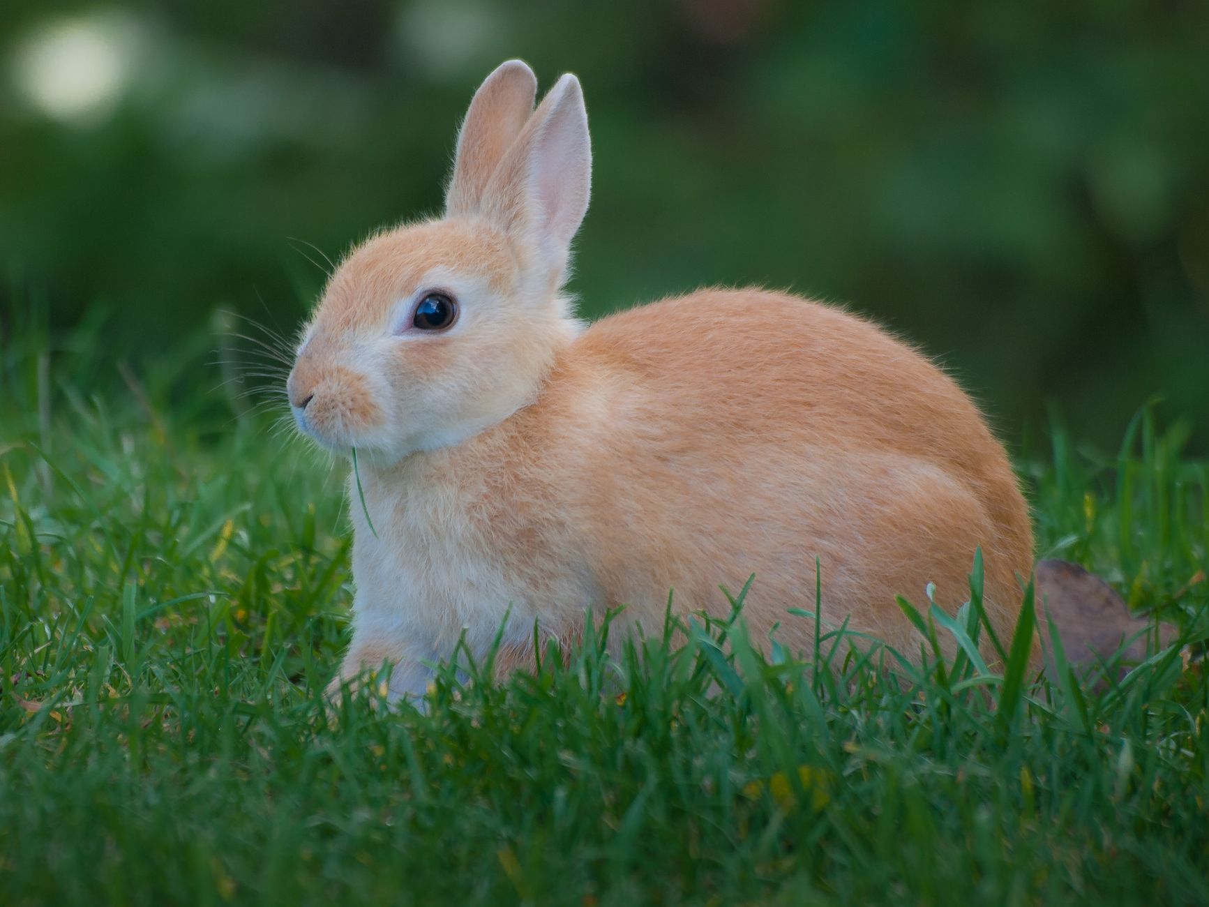 Veterinary care for a rabbit