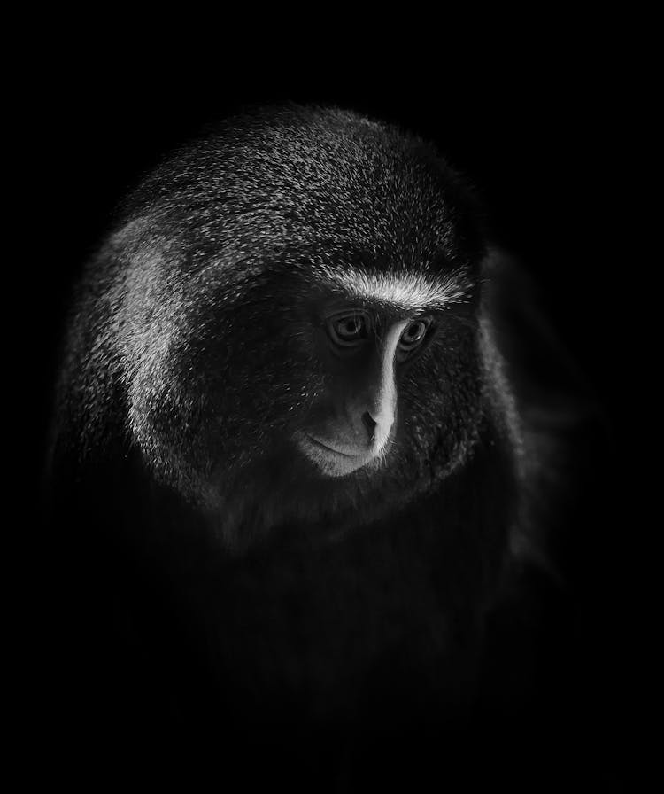 Black And White Photography Of A Monkey 