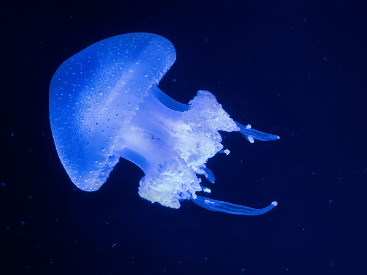 Blue Jellyfish Underwater · Free Stock Photo