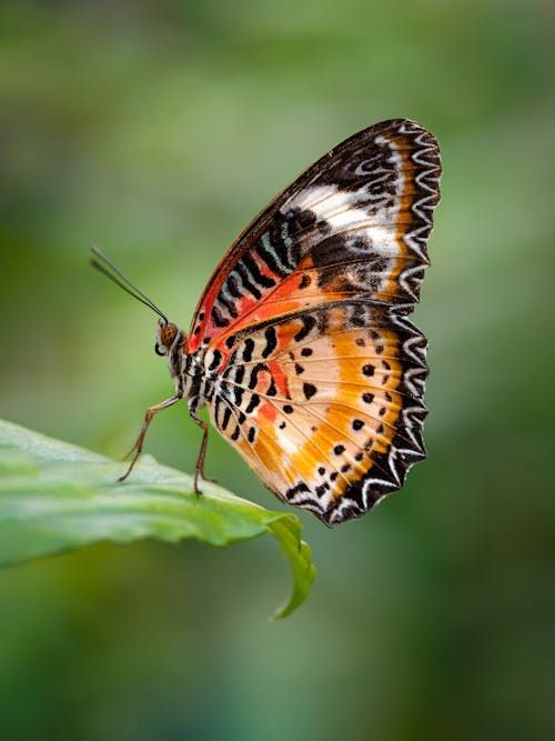 Butterfly on Leaf