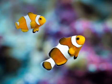Colorful clownfish swimming gracefully in a vibrant aquarium setting.