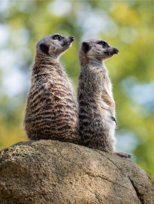 Free Two meerkats standing back-to-back on a rock in vibrant countryside. Stock Photo