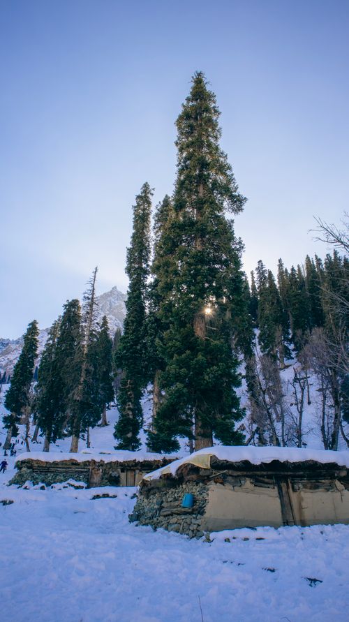 Free A serene winter scene featuring rustic huts and towering pine trees in a snowy mountain setting. Stock Photo