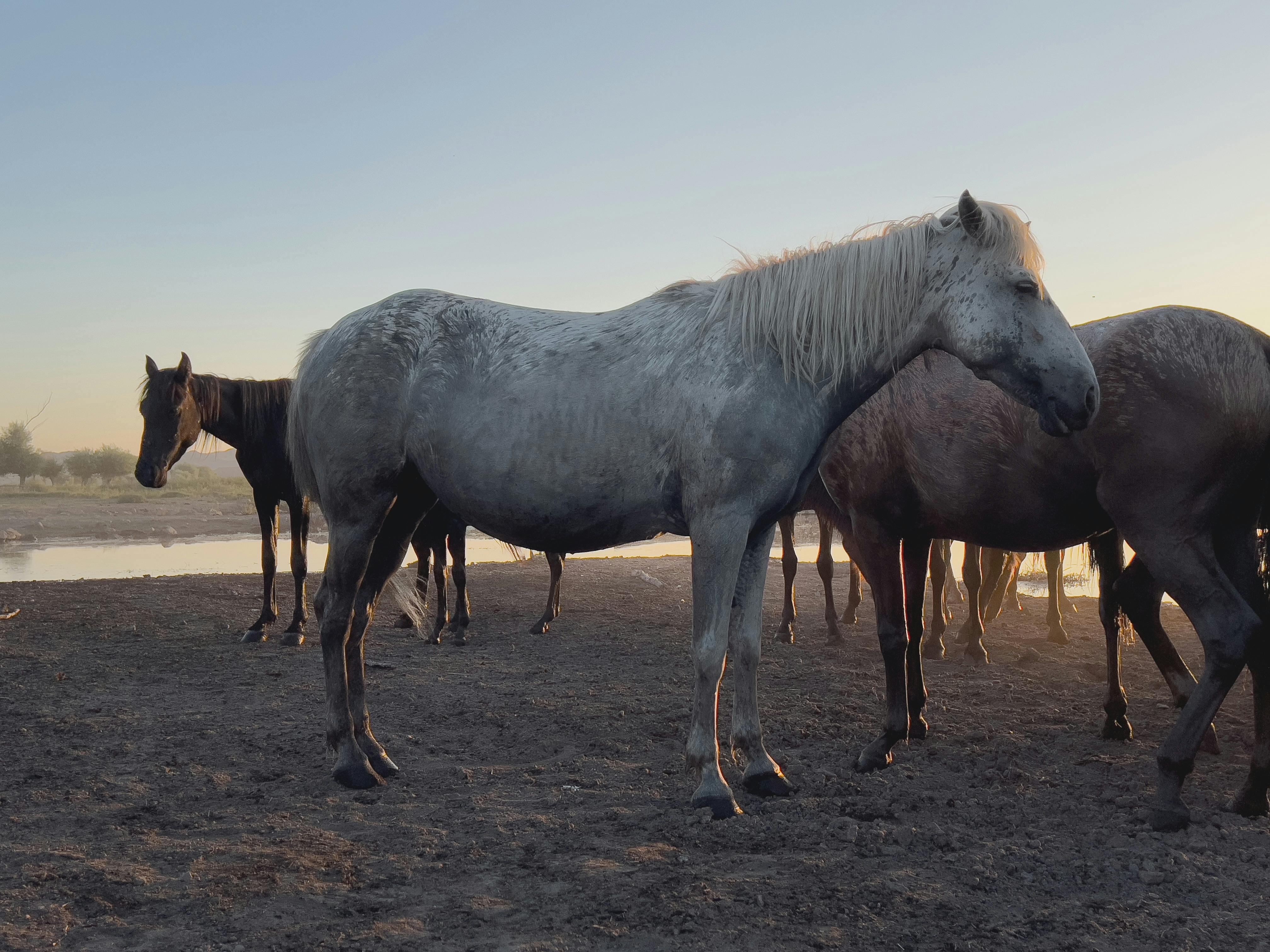 how to maintain horses hooves in wet conditions