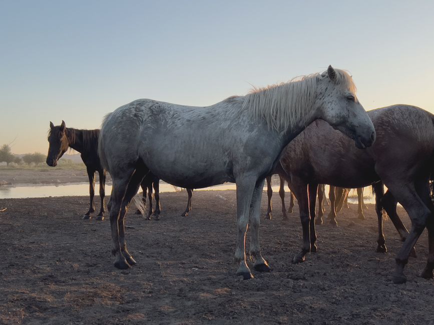 how to maintain horses hooves in wet conditions