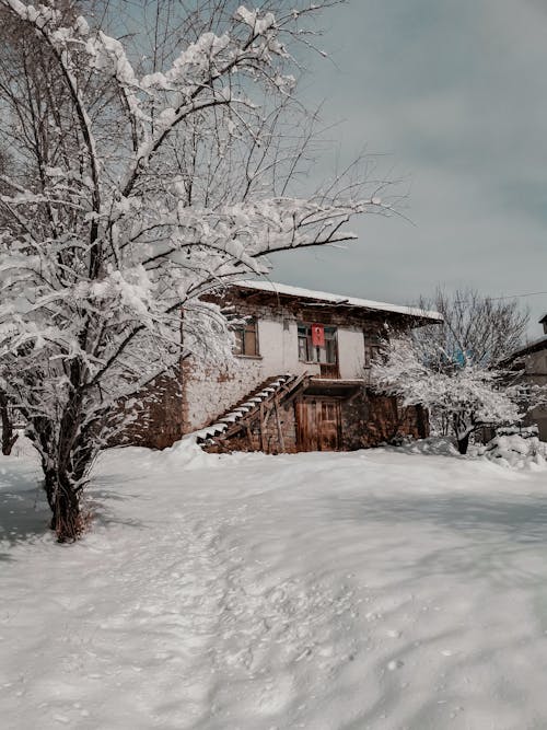 Tree and House in Snow in Village in Turkey in Winter
