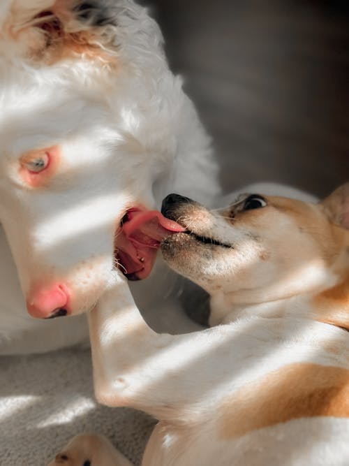 Dogs Licking The Tongues of Each Other